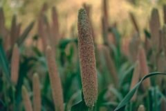 Millets can improve farmers’ livelihood, promote healthier food systems: L-G Sinha