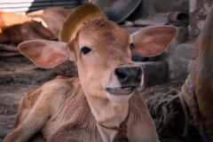 Nine active epicentres of lumpy skin disease reported in Kashmir
