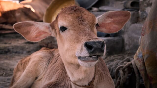 Nine active epicentres of lumpy skin disease reported in Kashmir
