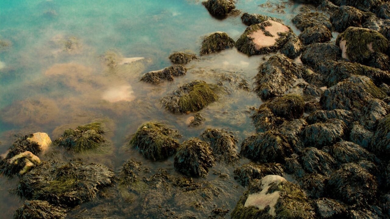 Irish Coastal Communities Clash Over Global Seaweed Demand