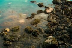 Seaweed Is Their Way of Life. A Company’s Sweeping Plan Threatens It.