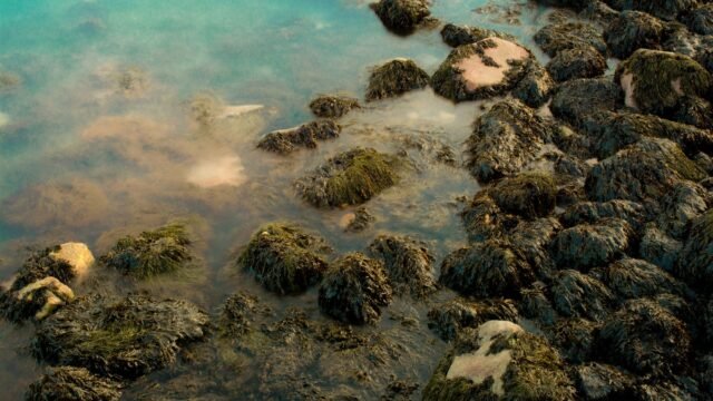 Seaweed Is Their Way of Life. A Company’s Sweeping Plan Threatens It.