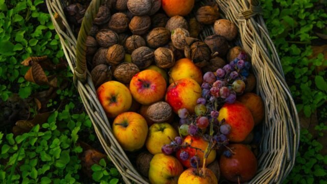 Walnut cultivation emerges as growth driver in Rajouri Hills