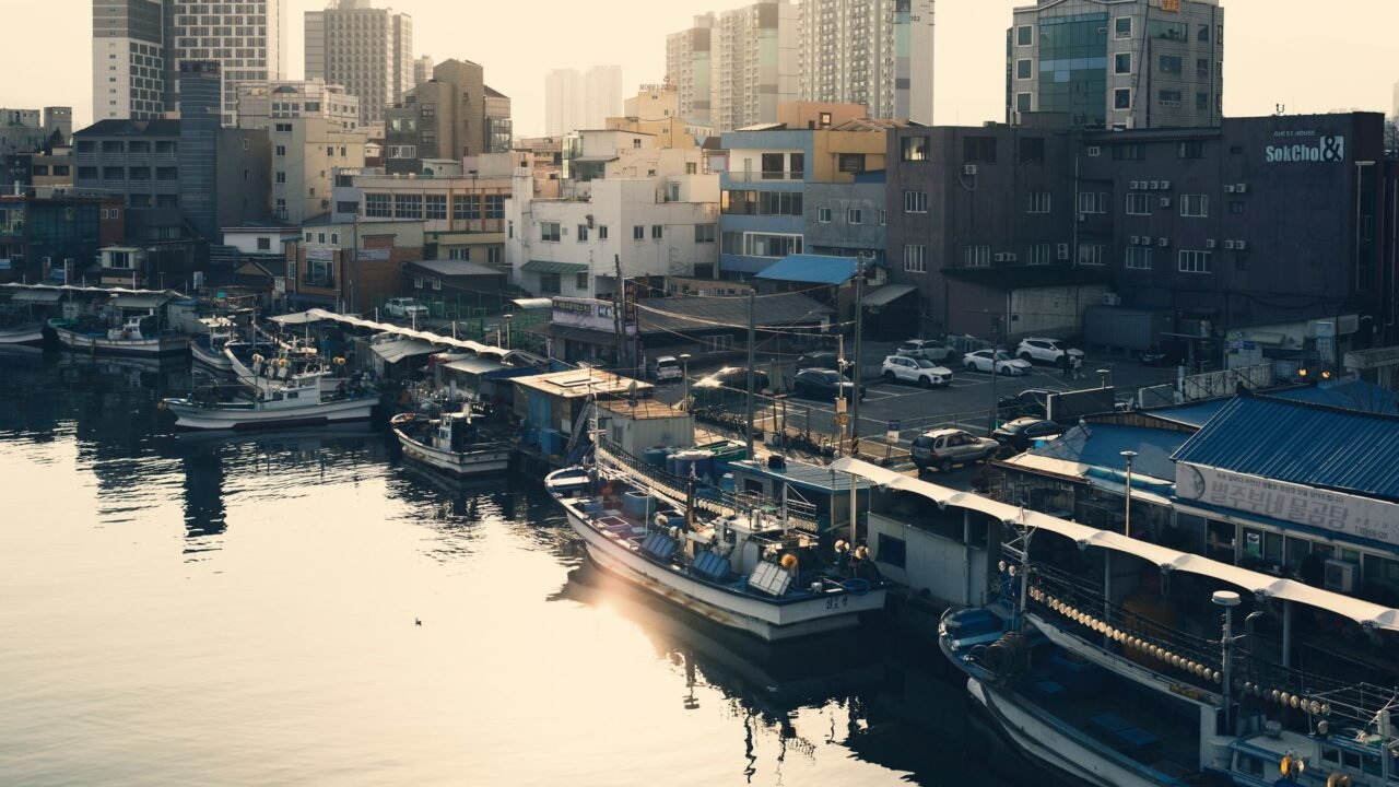 South Korean Port Becomes Unlikely Haven for Stranded Shark