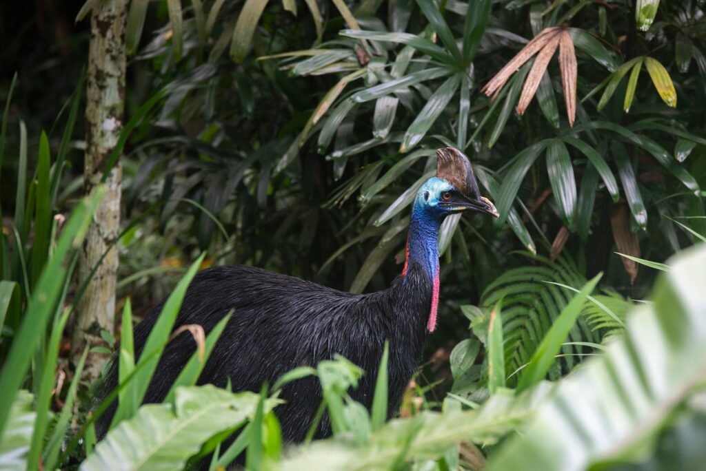 Australian Zoo Plays Matchmaker for Giant Birds, and Big Green Eggs Are Proof