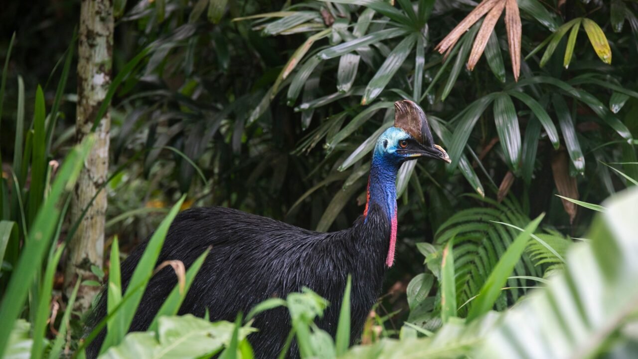Adelaide Zoo’s Cassowary Breeding Success After 34 Years