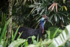 Australian Zoo Plays Matchmaker for Giant Birds, and Big Green Eggs Are Proof