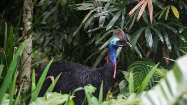 Australian Zoo Plays Matchmaker for Giant Birds, and Big Green Eggs Are Proof