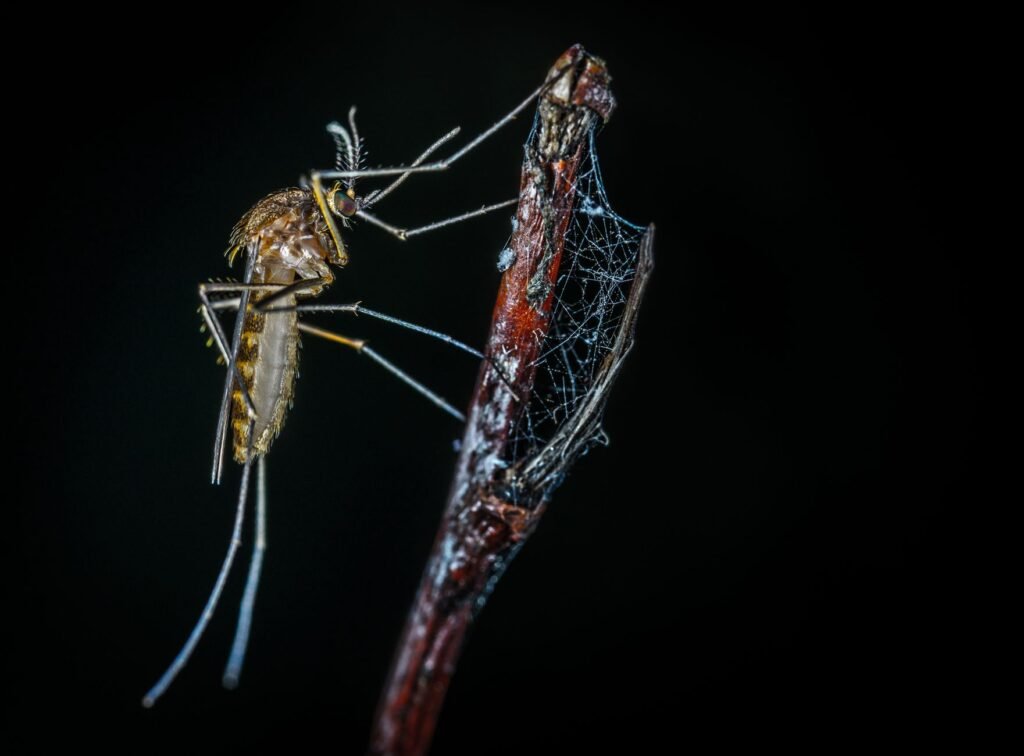 Dengue cases rise to 190 in Doda