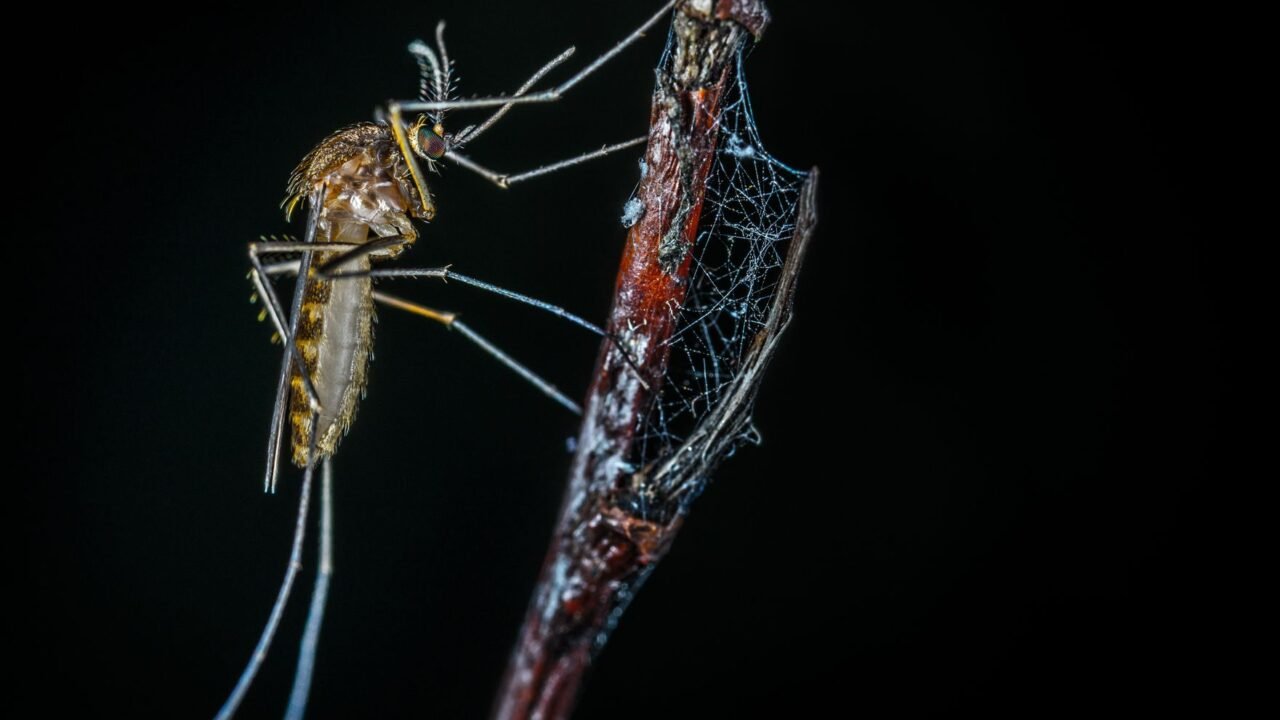 Doda Grapples with Dengue Surge: ICMR-NIV Deploys Scientific Team