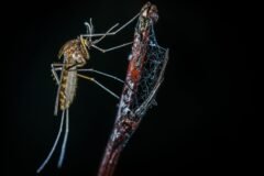 Dengue cases rise to 190 in Doda