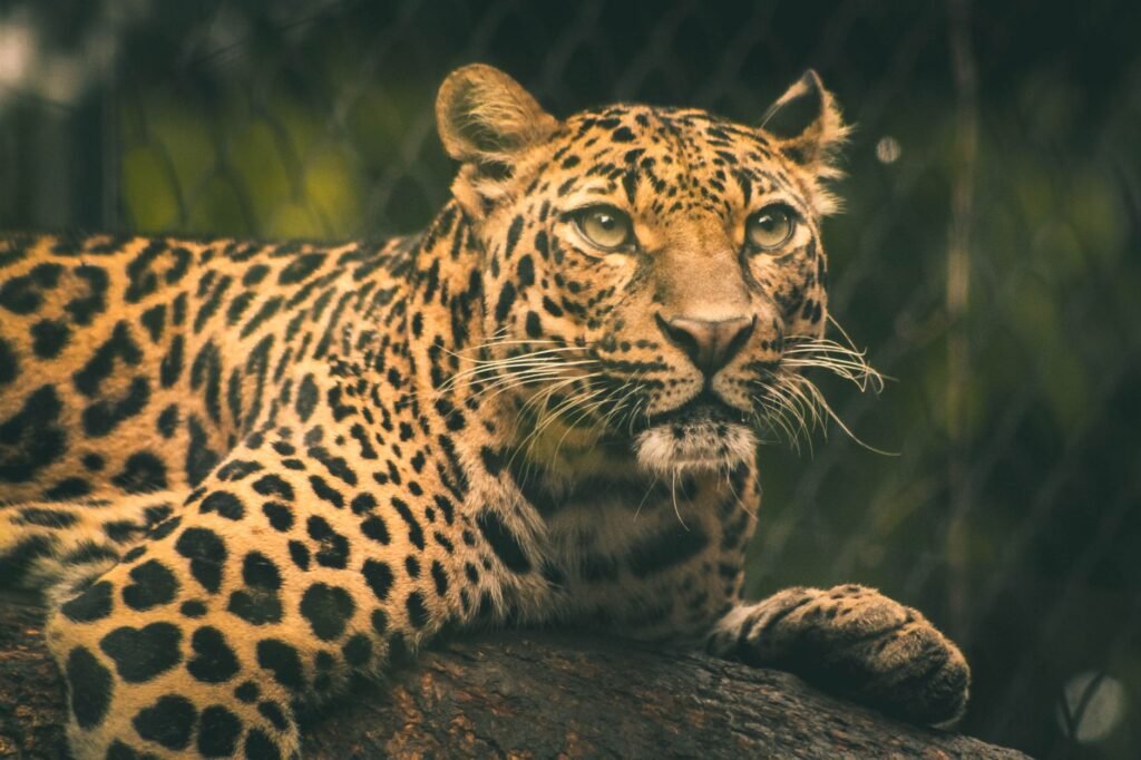 Dutch Zookeeper Dies After Rare Mauling by a Leopard