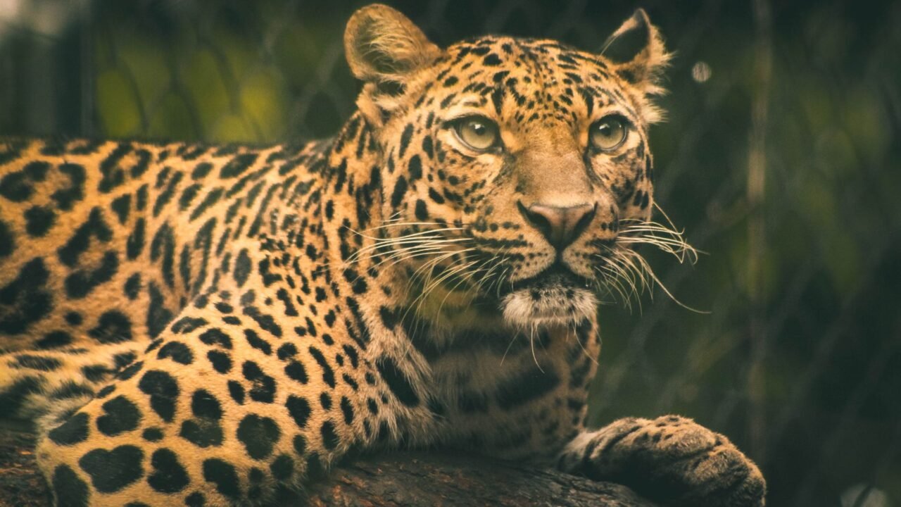 Dutch Zookeeper Succumbs to Injuries After Leopard Attack at Zoo
