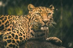Dutch Zookeeper Dies After Rare Mauling by a Leopard