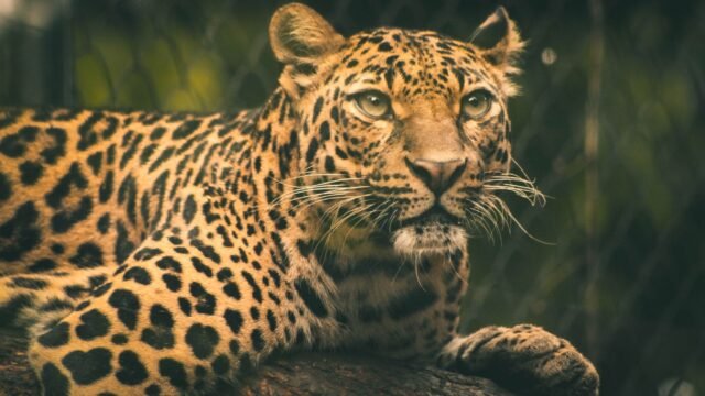 Dutch Zookeeper Dies After Rare Mauling by a Leopard