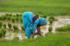 Ensure leadership of women innovators in agri tech: Sinha