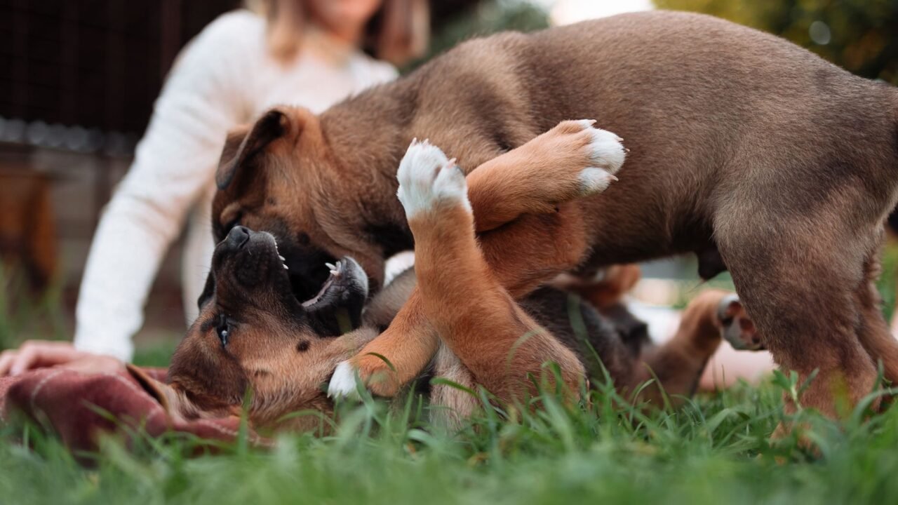 Finnish Puppy Livestream Offers Solace Amidst Global Unrest