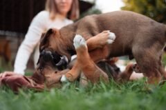Finland’s Puppy Livestream Provides Comfort in Troubled Times
