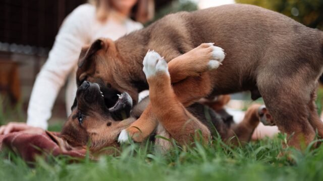 Finland’s Puppy Livestream Provides Comfort in Troubled Times