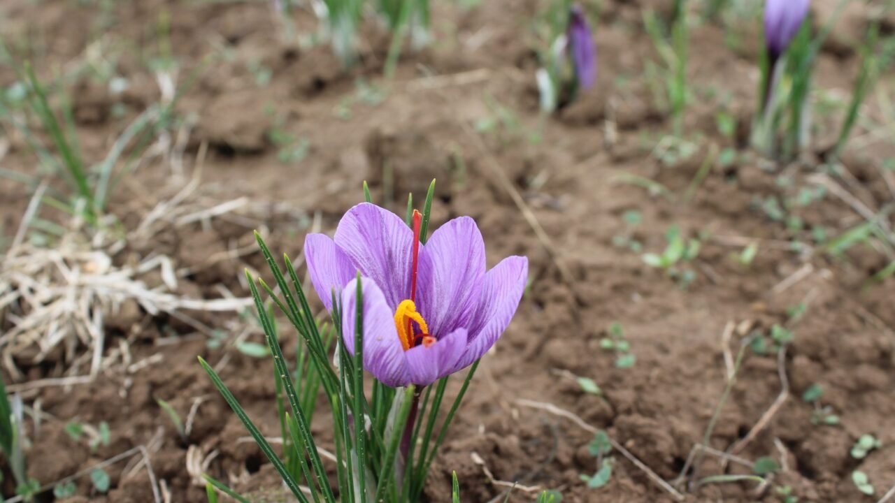 Ladakh Explores Saffron Cultivation on Barren Lands in High-Altitude Pilot