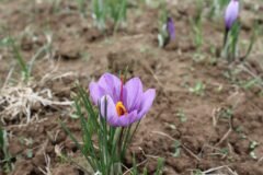 From barren land to saffron: Ladakh launches pilot cultivation project