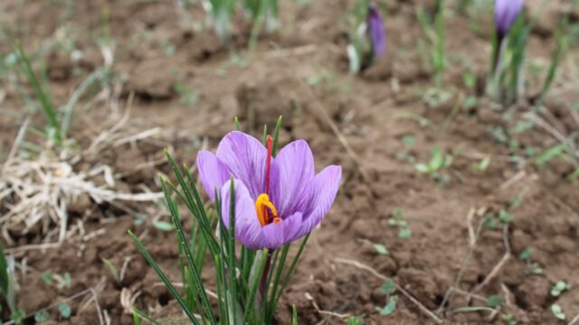 From barren land to saffron: Ladakh launches pilot cultivation project