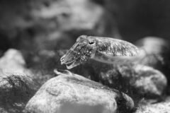 How Do Cuttlefish Hide? Scientists Search for the Secret to Camouflage.