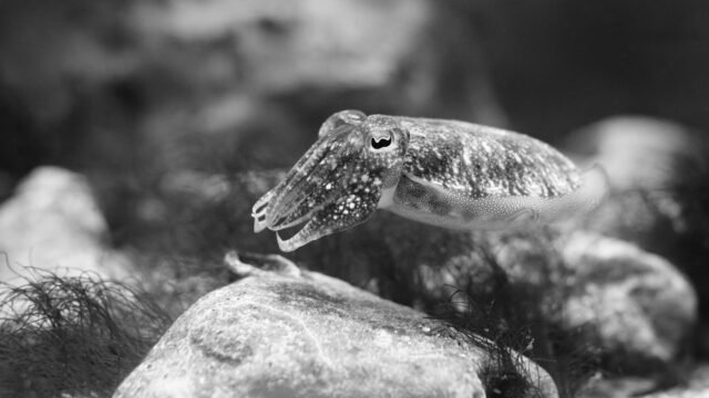 How Do Cuttlefish Hide? Scientists Search for the Secret to Camouflage.