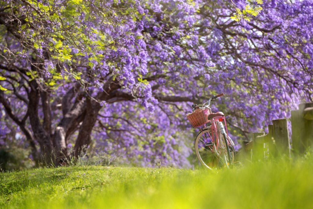 In Australia, Halloween Means Spring, Sunshine and Skepticism