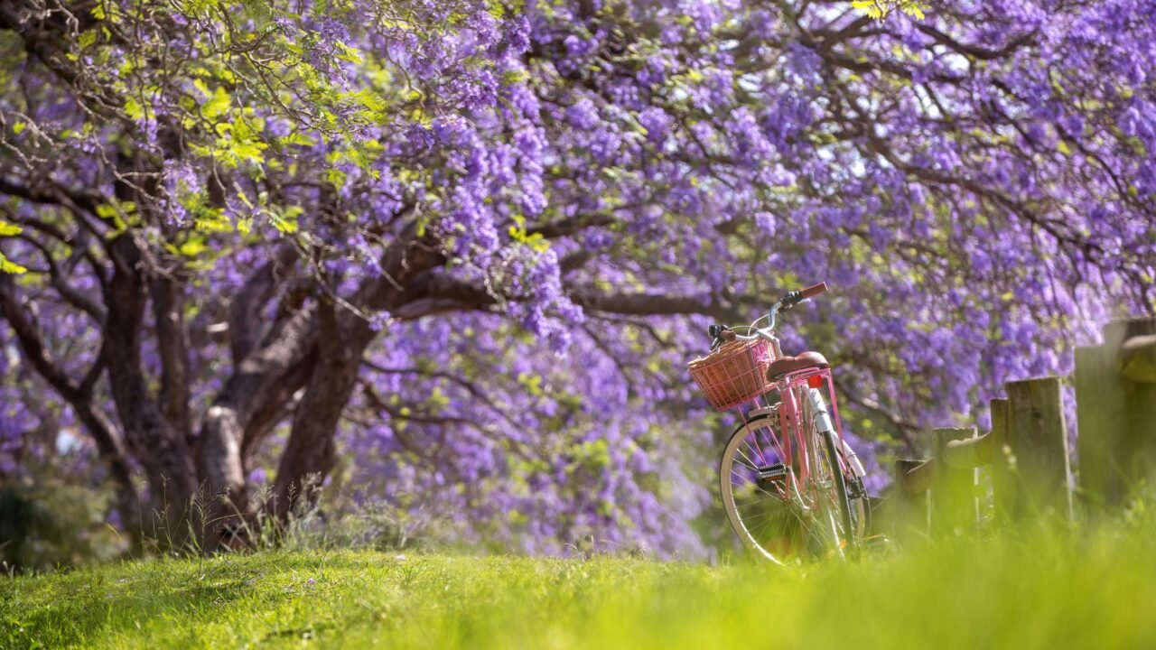 Australia’s Halloween: A Springtime Celebration with American Echoes