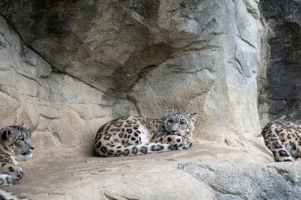 India’s first snow leopard survey records 718 across Himalayas, 477 in Ladakh