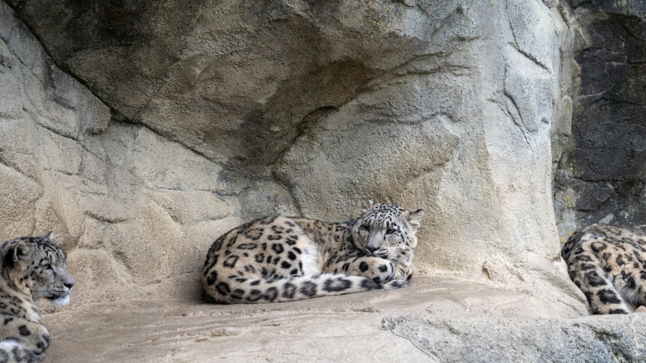 India’s First Snow Leopard Survey Reveals 718 Elusive Cats