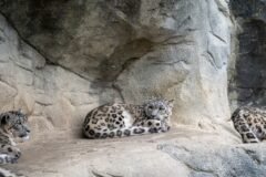 India’s first snow leopard survey records 718 across Himalayas, 477 in Ladakh