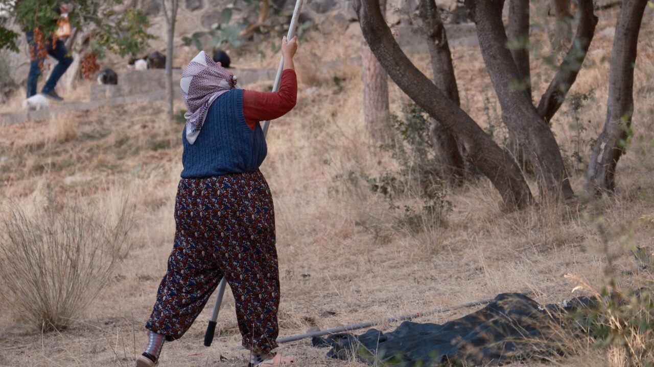 Settler Violence Flares in West Bank, Targeting Palestinians and Diplomats