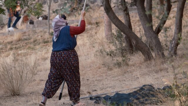 Israeli Settlers Turn a Palestinian Rite Into a Gantlet of Violence and Fear