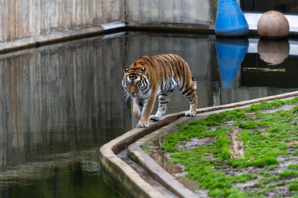 Man Dies in Tiger Attack at Yorkshire Wildlife Park in England