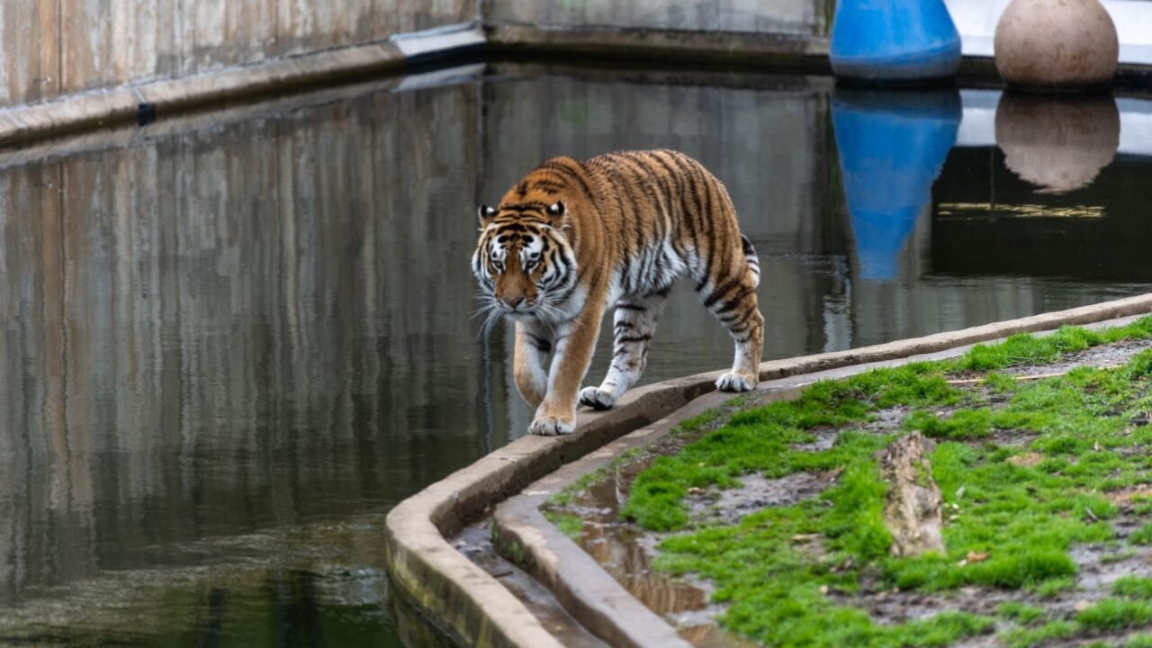Man Fatally Attacked by Amur Tiger at Yorkshire Wildlife Park