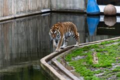 Man Dies in Tiger Attack at Yorkshire Wildlife Park in England