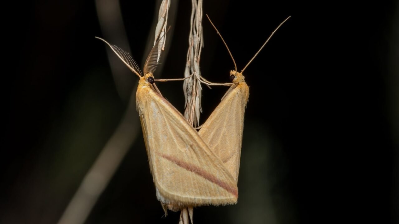 Australian Bogong Moths Stage Remarkable Comeback, Delighting Scientists