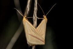 Moth Swarms Sweep Across Australia. That’s Good News.