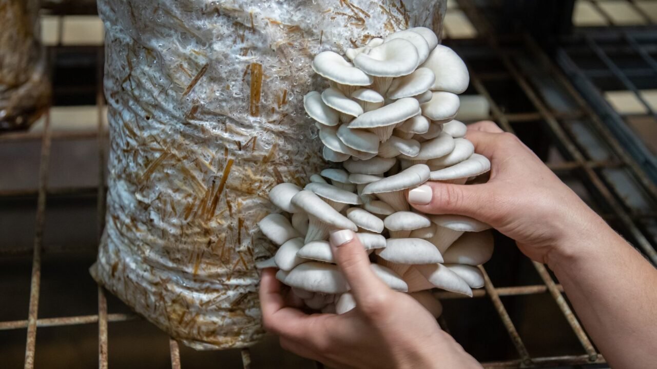 Ramban Youth Gain Mushroom Farming Skills Under Army’s Op Sadbhavana
