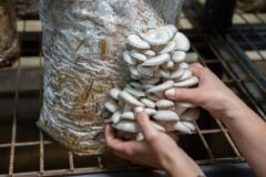 Mushroom farming training programme under Op Sadbhavana concludes in Ramban