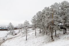 Russia Moves to Tamp Down Rumors About Plague Outbreak in Siberia