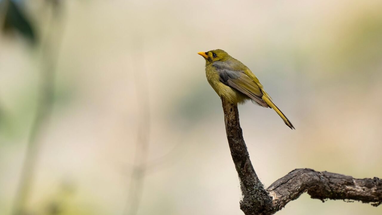 Brazilian Birds Shatter Sound Barriers, Out-Roaring Elephants