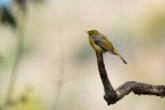These Birds Are Louder Than Elephants, Jackhammers and Chain Saws