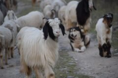 Three held for stealing 193 animals