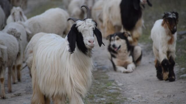 Three held for stealing 193 animals