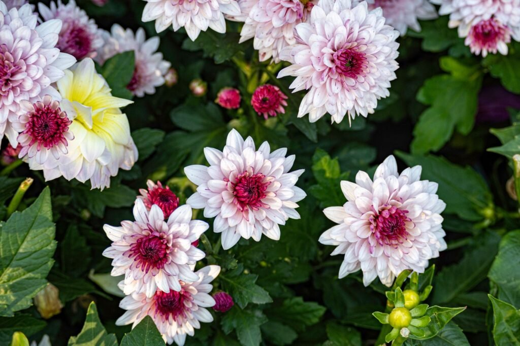 Visit, make lasting memories in Srinagar’s Chrysanthemum Garden: CM to tourists