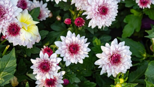 Visit, make lasting memories in Srinagar’s Chrysanthemum Garden: CM to tourists