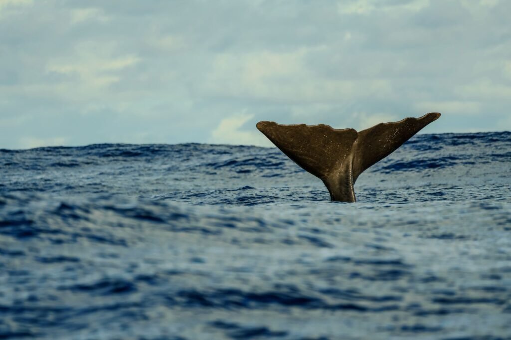 Whale Batters a Yacht, Leaving Its Crew Stranded for 18 Hours